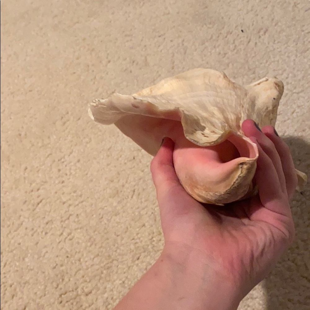 Shell - Picture 4 of 4